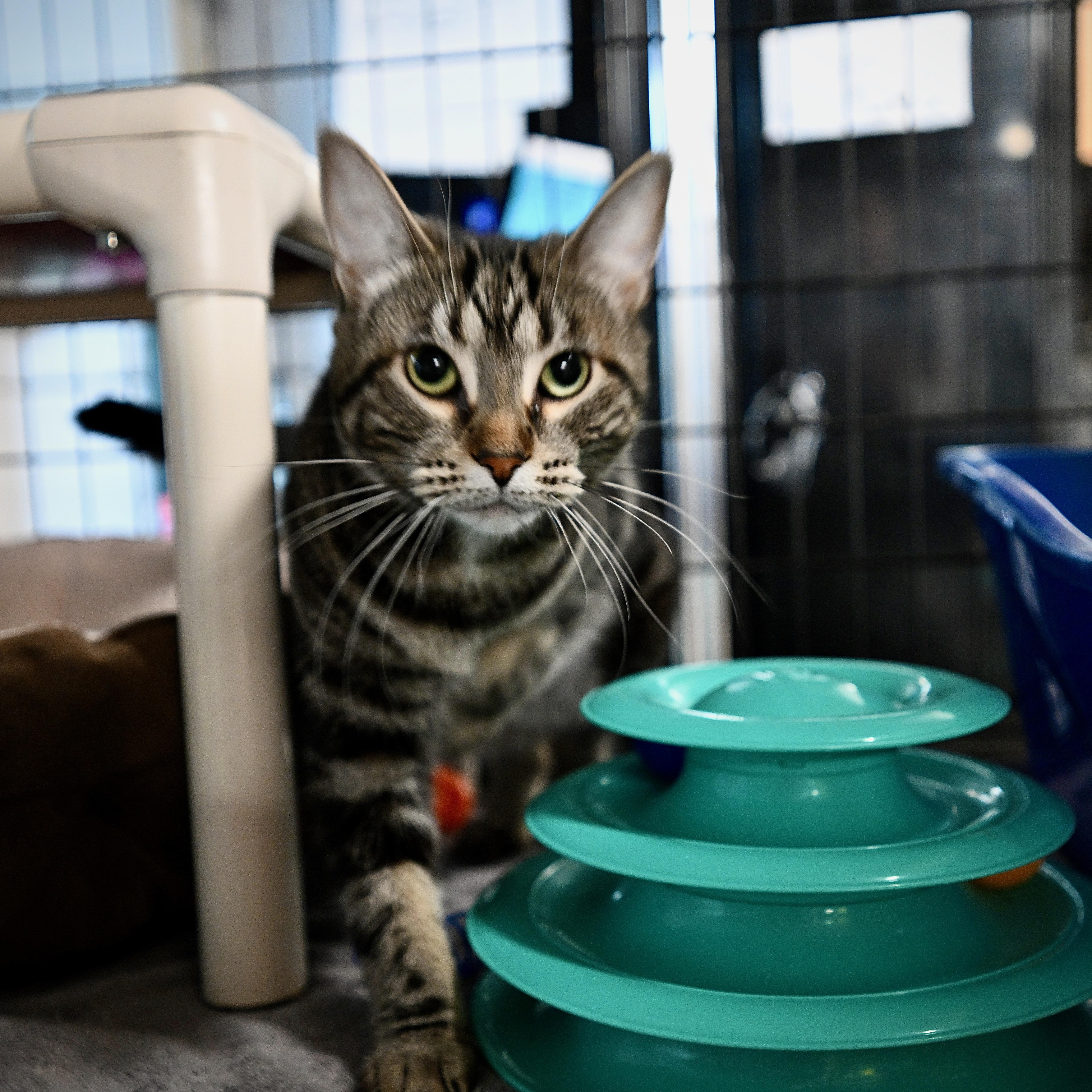 Enlarge Bubbles, a Adoptable Domestic Short Hair in East Amherst, NY image 3/6