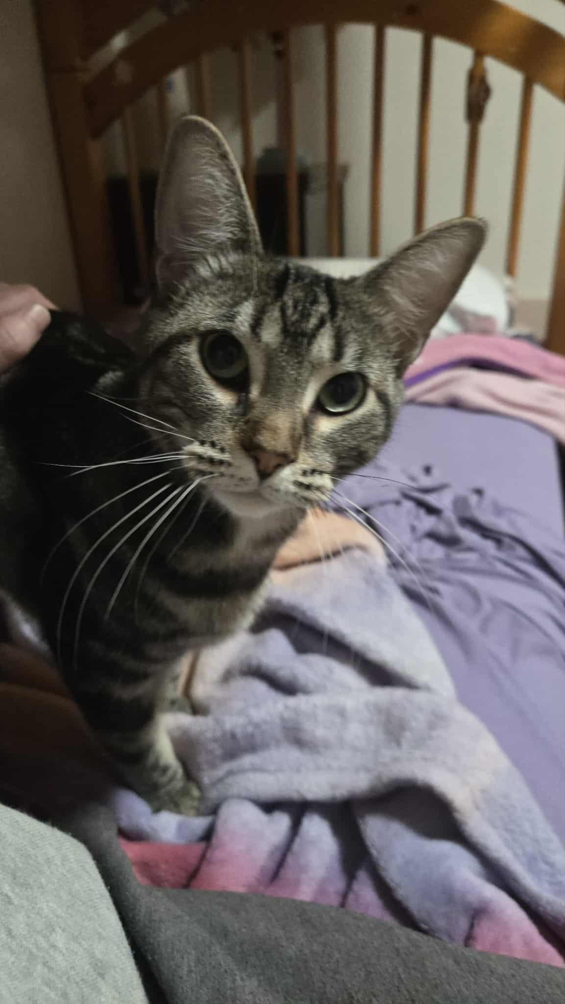 Enlarge Bubbles, a Adoptable Domestic Short Hair in East Amherst, NY image 6/6