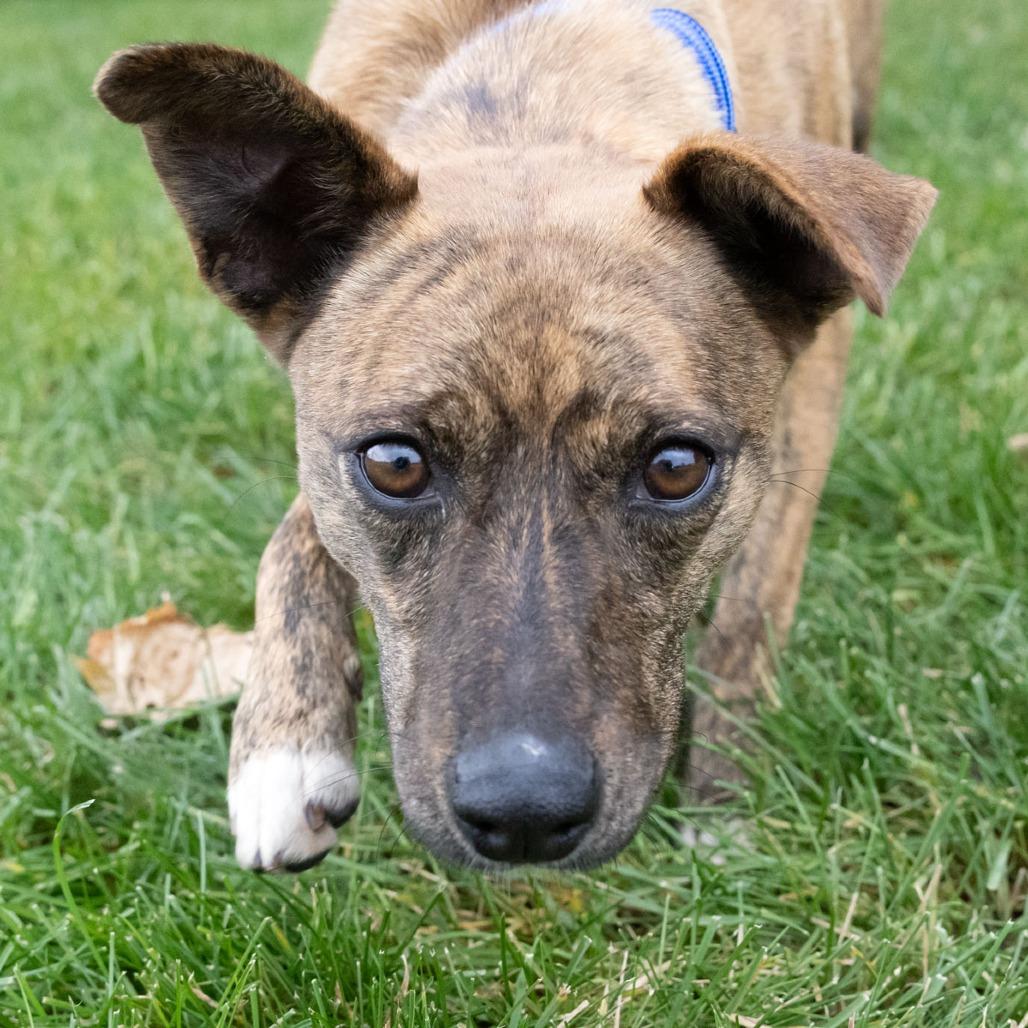 Azima, a Adoptable Mixed Breed image 1/6