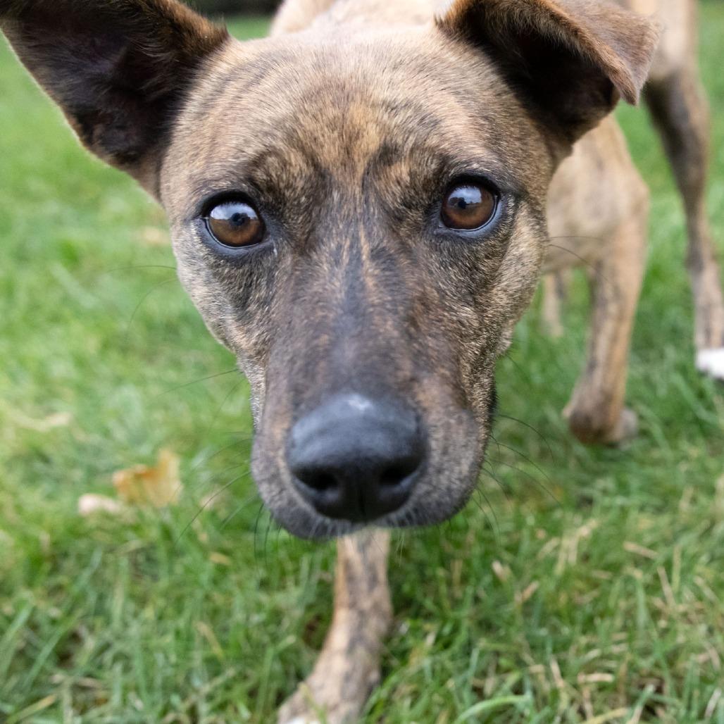 Azima, a Adoptable Mixed Breed image 2/6