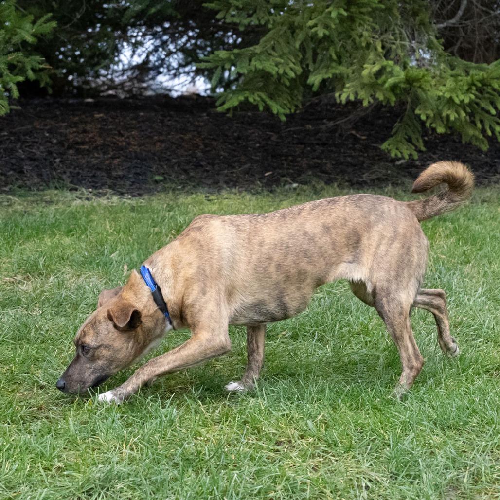 Azima, a Adoptable Mixed Breed image 3/6