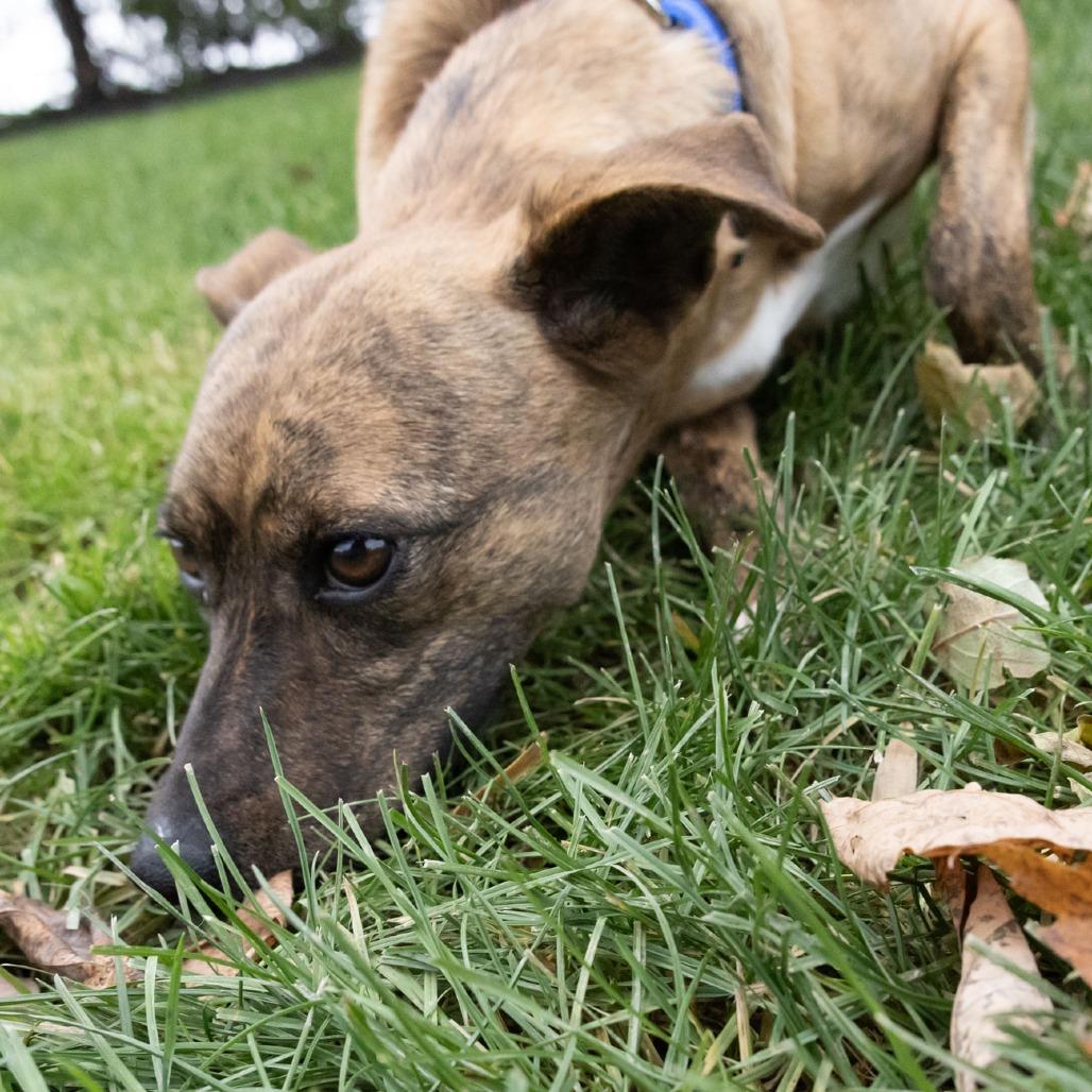 Azima, a Adoptable Mixed Breed image 4/6