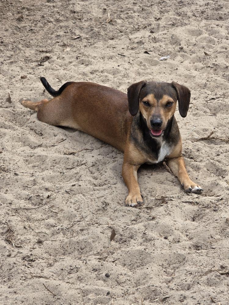 Rocco, Adoptable, Young Male Dachshund.