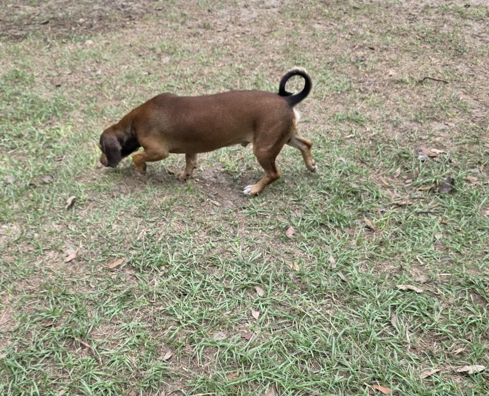 Enlarge Rocco, a Adoptable mixed breed in Bonifay, FL image 2/2