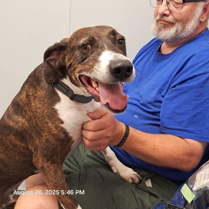 Duke, Adopted, Senior Male Hound.