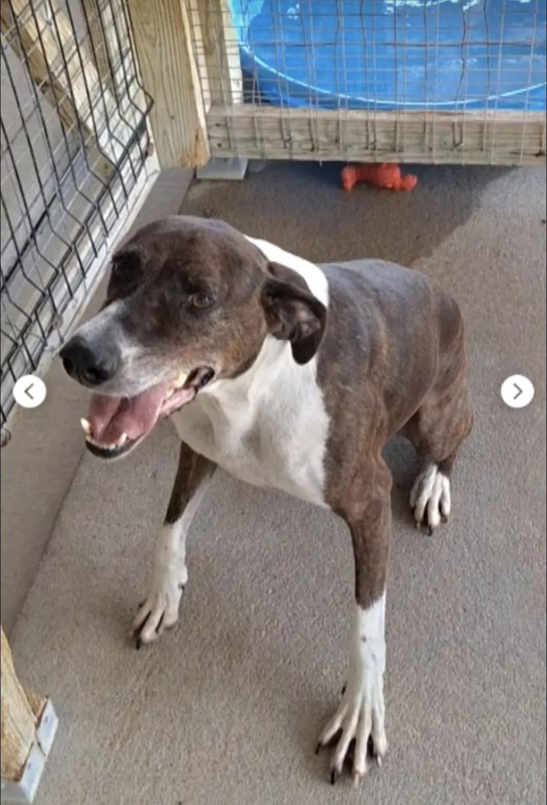 Duke, a Adopted mixed breed in Huntley, IL image 2/6