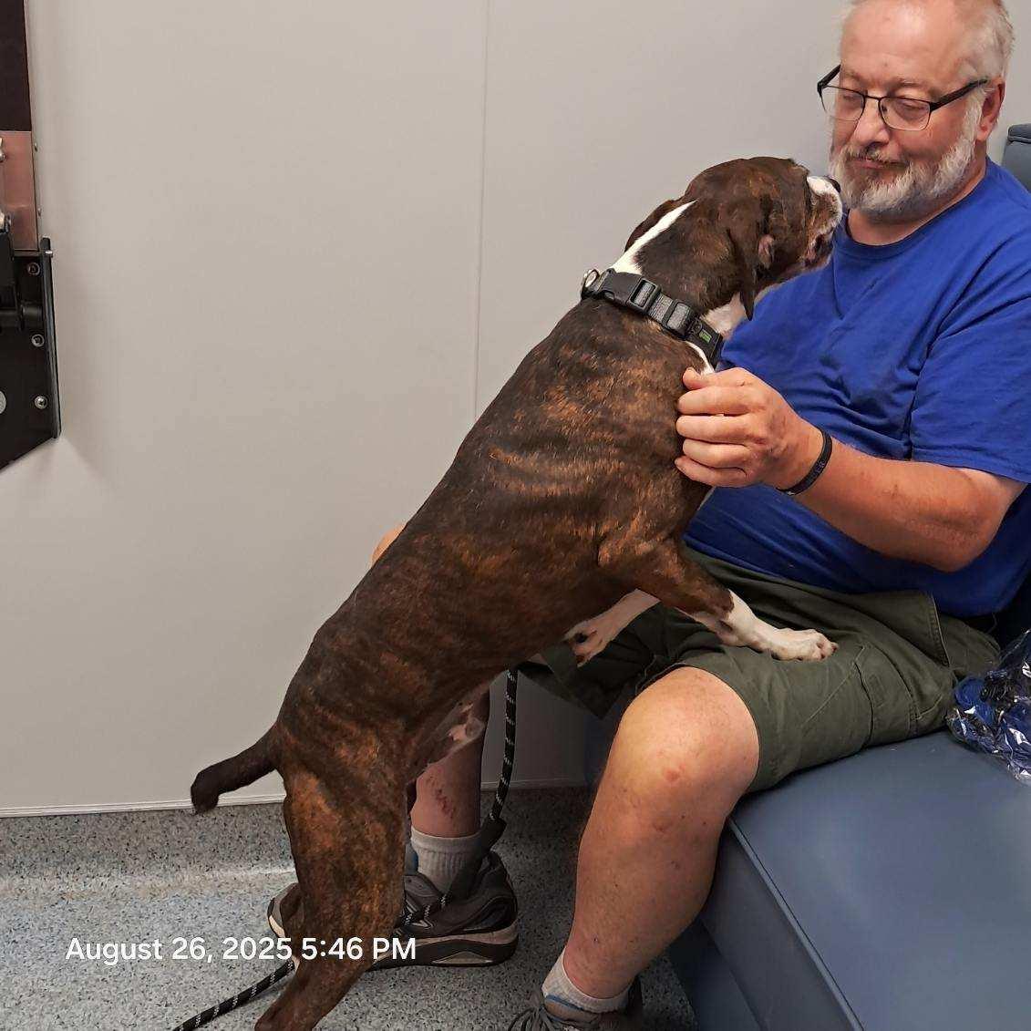 Duke, a Adopted mixed breed in Huntley, IL image 4/6