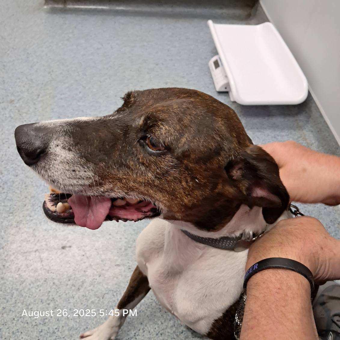 Duke, a Adopted mixed breed in Huntley, IL image 5/6