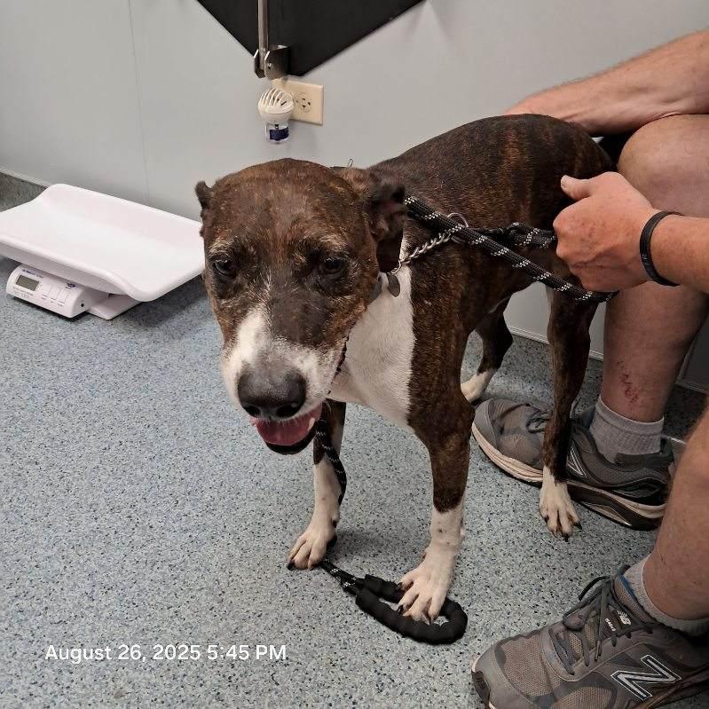 Duke, a Adopted mixed breed in Huntley, IL image 6/6