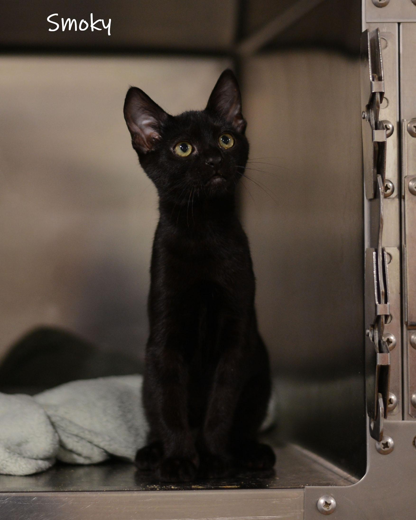 Smoky, Adoptable, Kitten Male Domestic Short Hair.