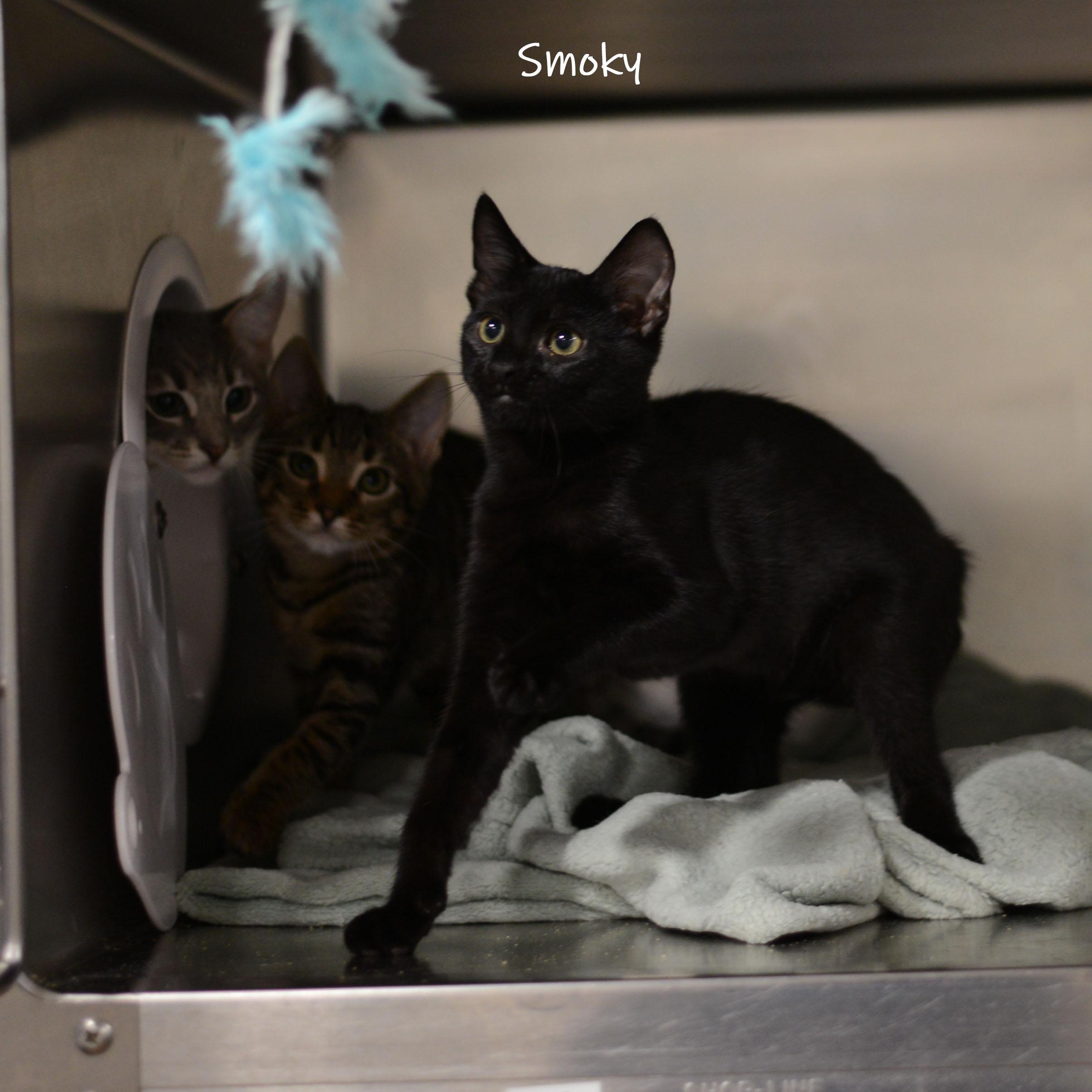 Smoky, a Adoptable Domestic Short Hair in Bishop, GA image 2/2