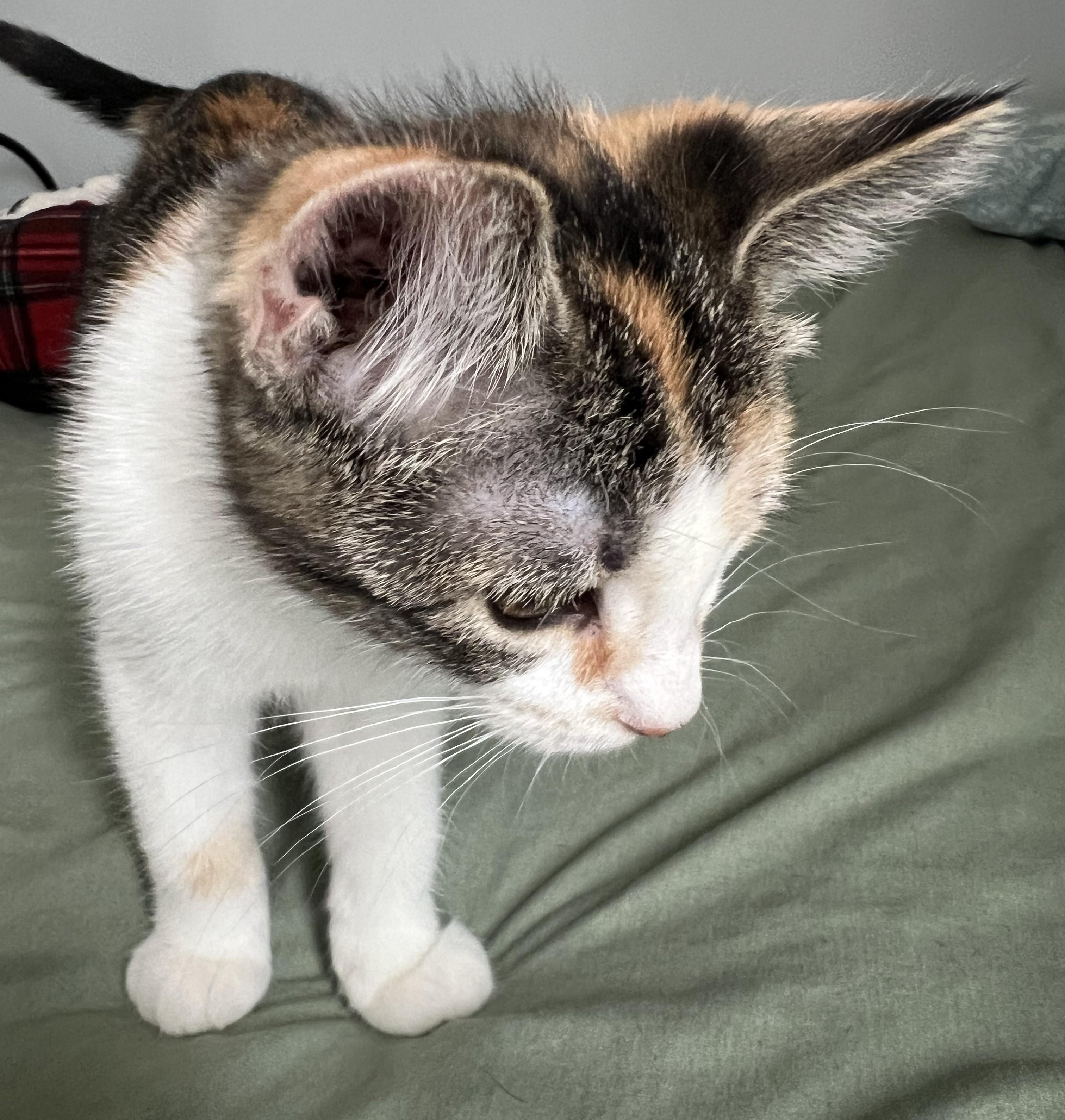 Enlarge Sprinkles, a ADOPTABLE American Shorthair in Warrenville, IL image 4/4