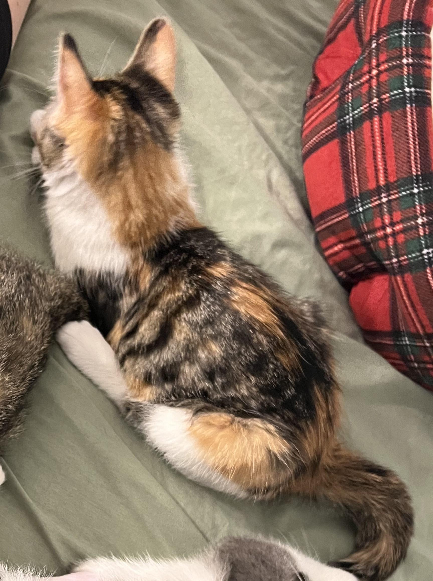 Enlarge Sprinkles, a ADOPTABLE American Shorthair in Warrenville, IL image 3/4