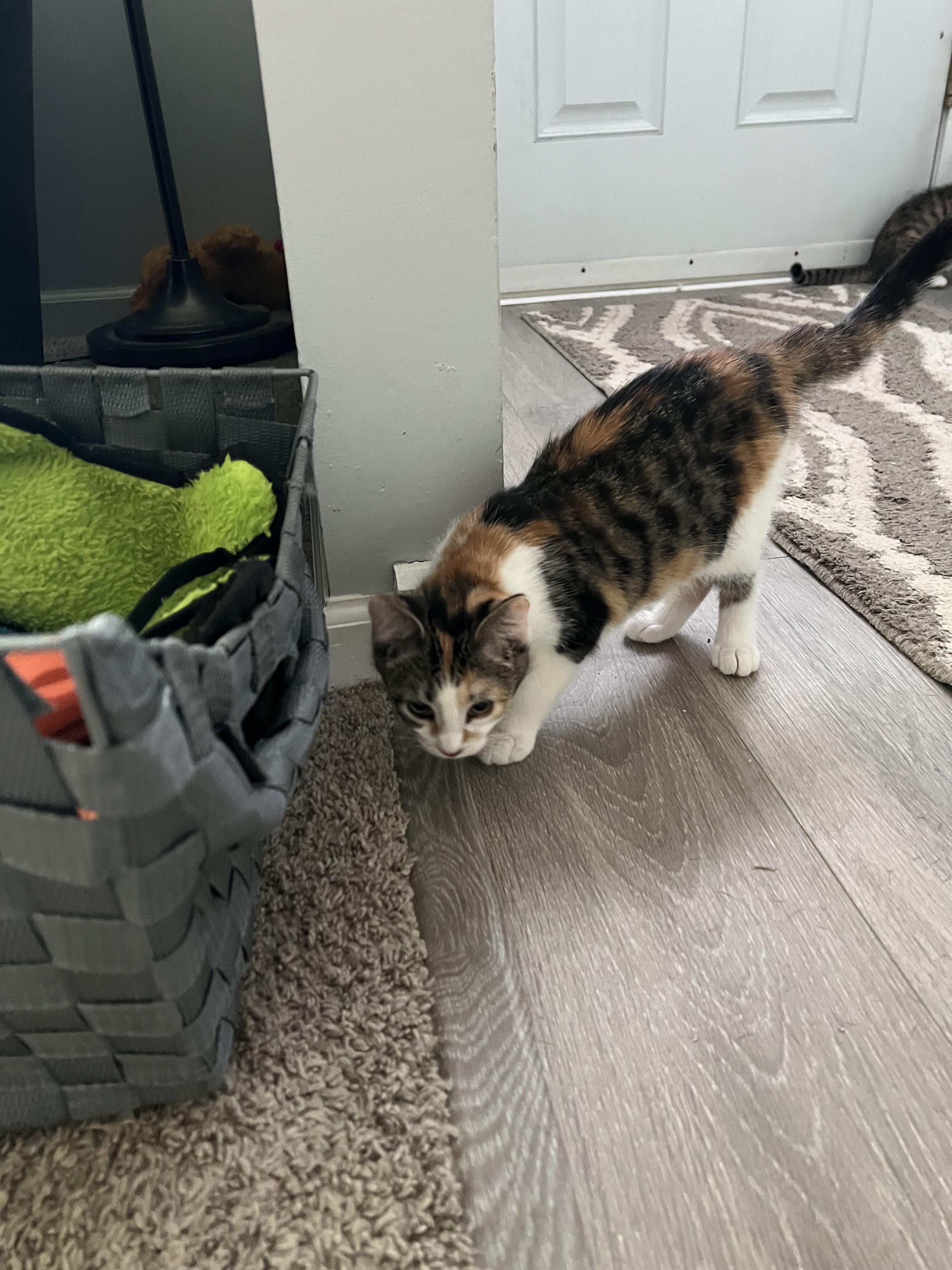 Enlarge Sprinkles, a ADOPTABLE American Shorthair in Warrenville, IL image 2/4