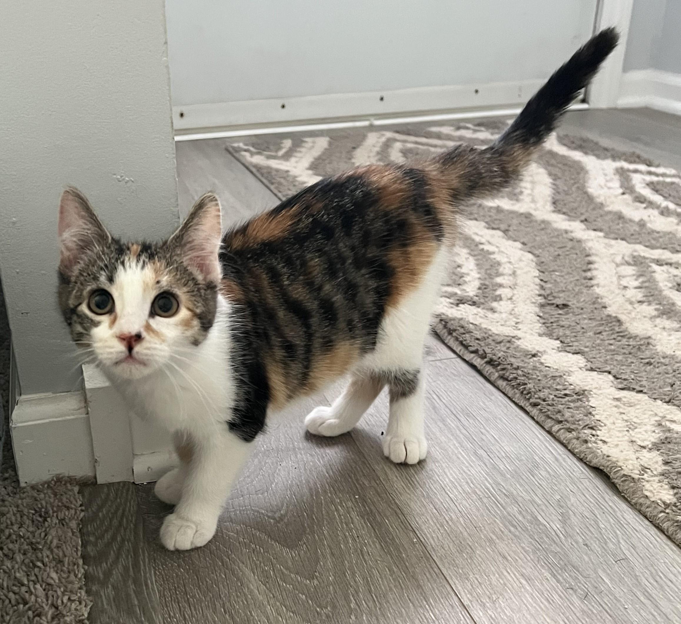 Sprinkles, ADOPTABLE, Kitten Female American Shorthair.