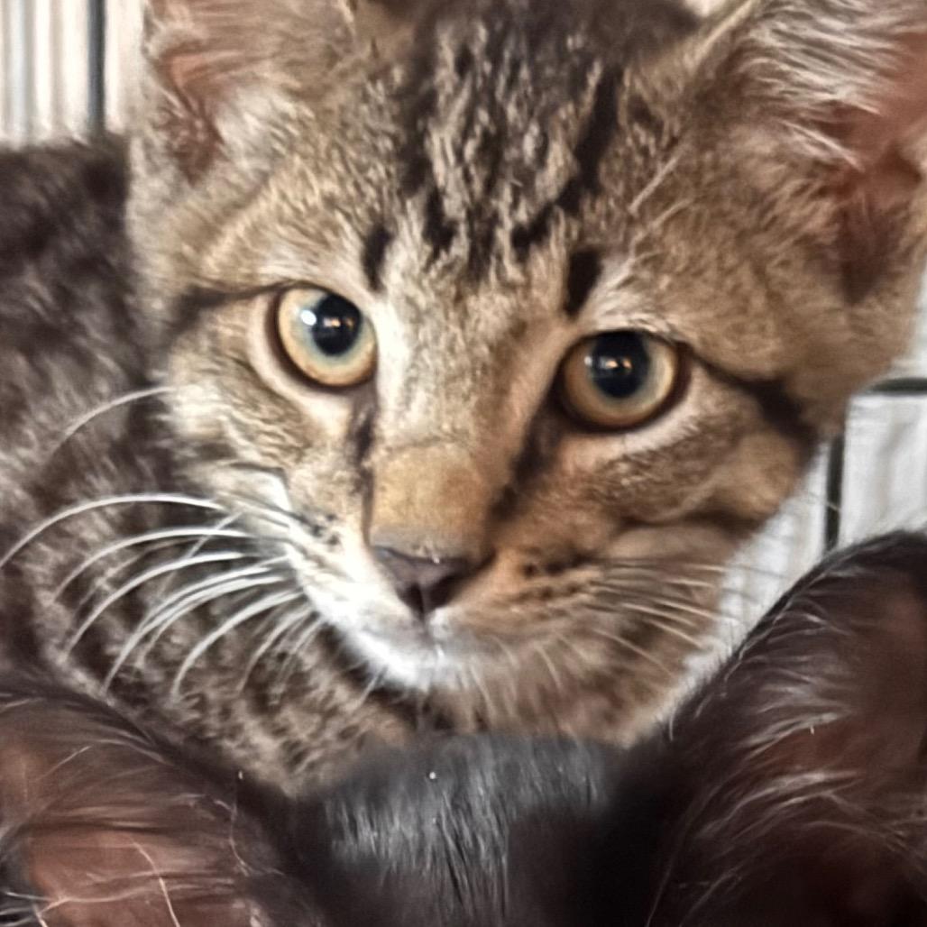 Hayden, Adoptable, Kitten Male Domestic Short Hair.