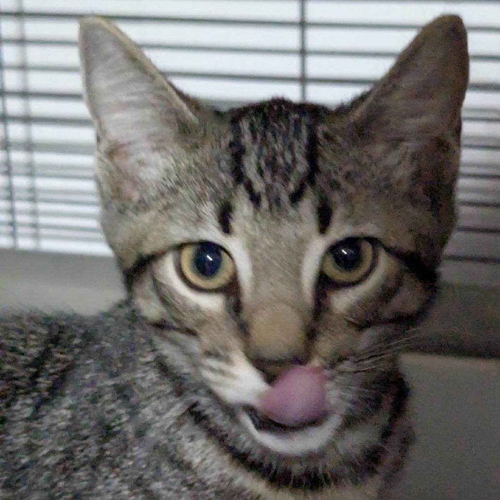 Hayden, a Adoptable Domestic Short Hair in TITUSVILLE, FL image 2/3