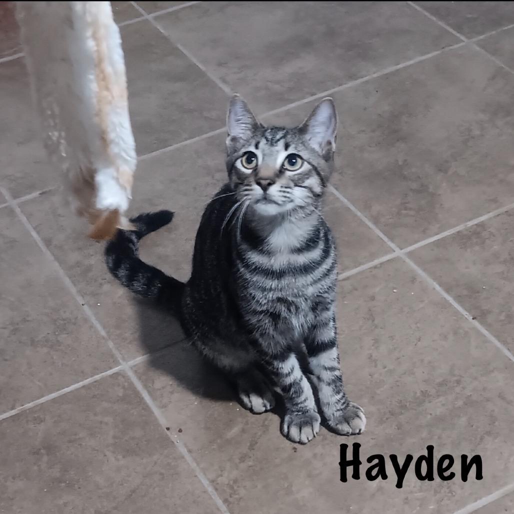 Enlarge Hayden, a Adopted Domestic Short Hair in TITUSVILLE, FL image 1/1