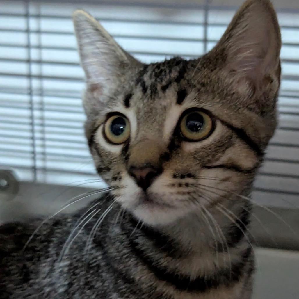 Hayden, a Adoptable Domestic Short Hair in TITUSVILLE, FL image 3/3