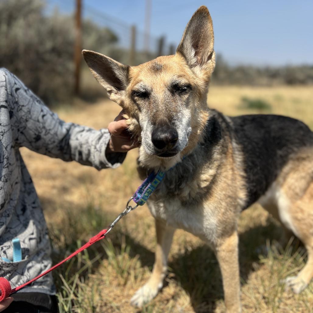 Roxie, Adoptable, Senior Female German Shepherd Dog.