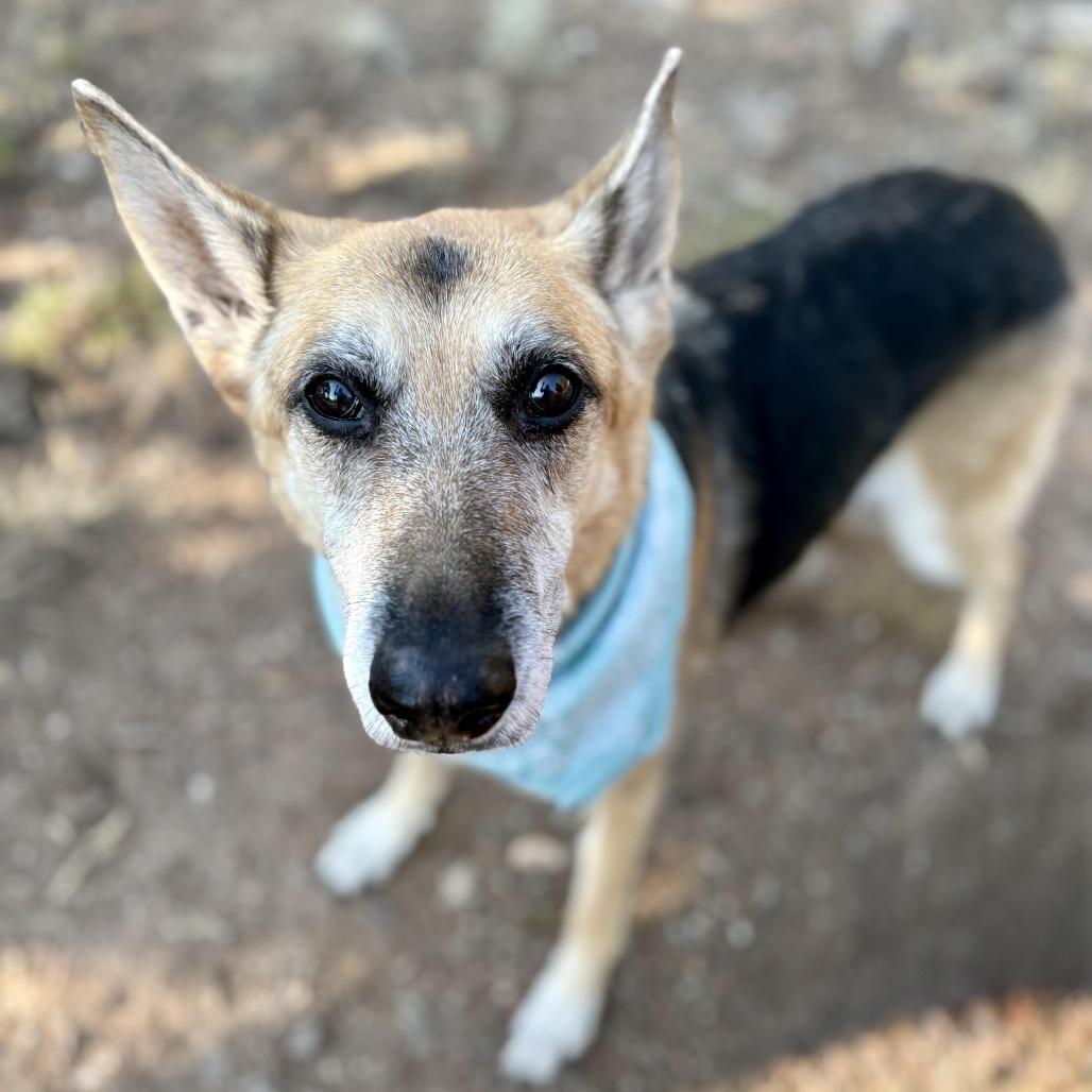 Enlarge Roxie, a Adoptable German Shepherd Dog in Glenwood Springs, CO image 2/5