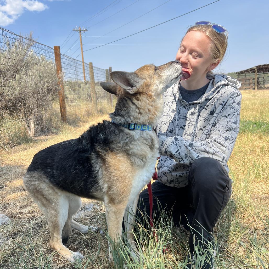 Enlarge Roxie, a Adoptable German Shepherd Dog in Glenwood Springs, CO image 3/5