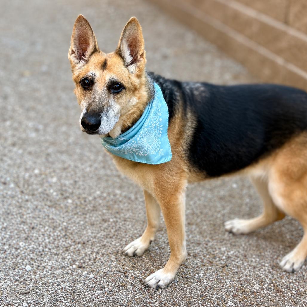 Enlarge Roxie, a Adoptable German Shepherd Dog in Glenwood Springs, CO image 4/5