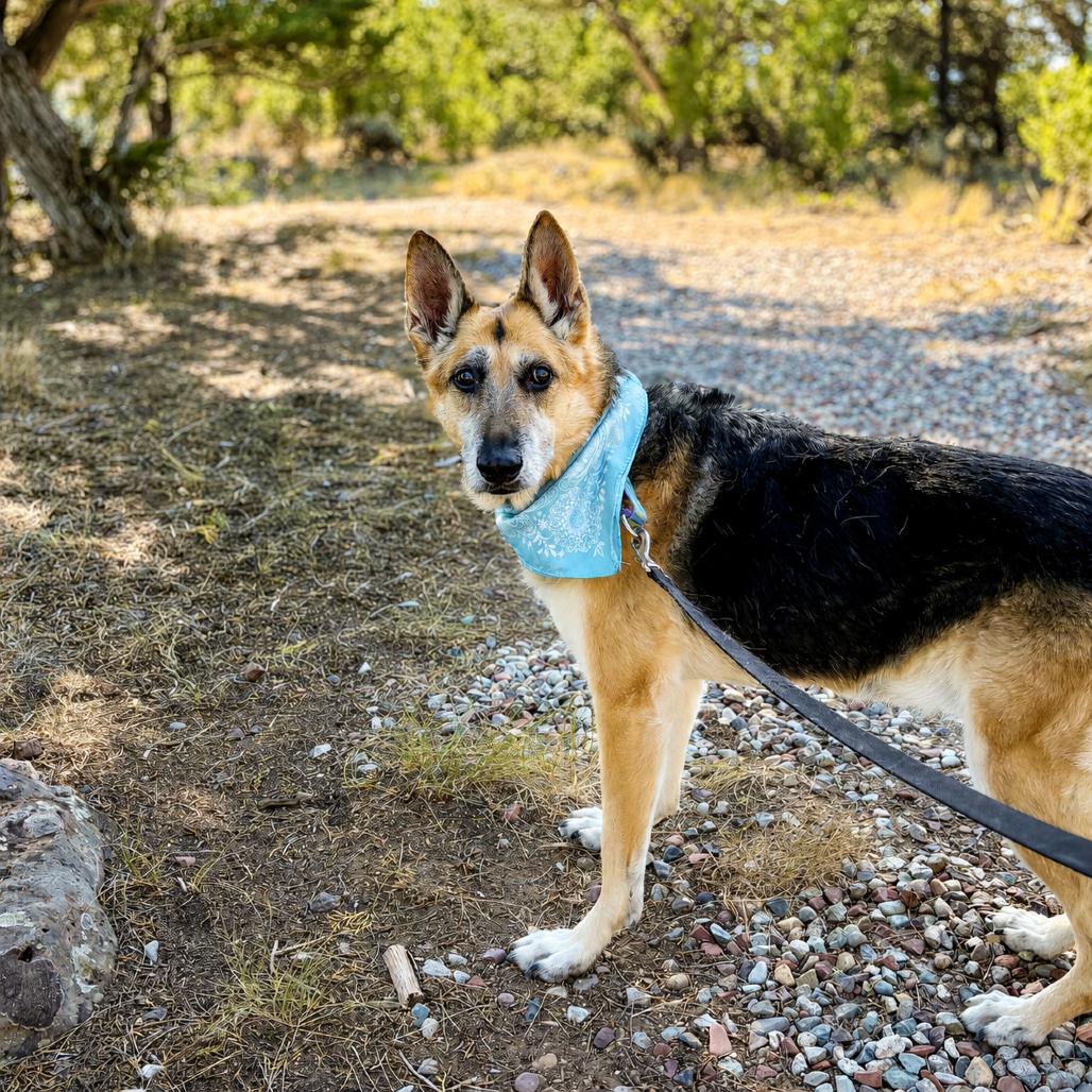 Enlarge Roxie, a Adoptable German Shepherd Dog in Glenwood Springs, CO image 5/5