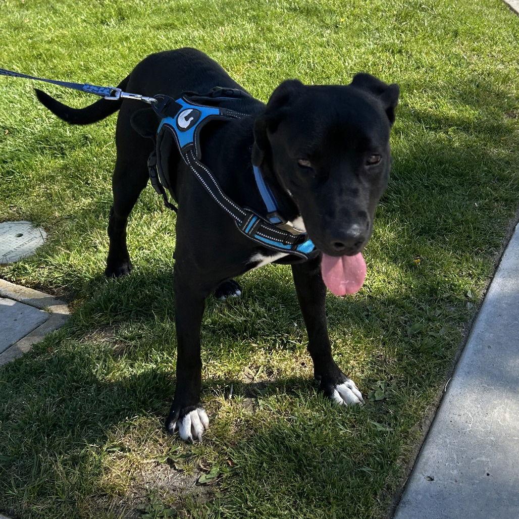Enlarge Loreta, a Adoptable Labrador Retriever in Oceanside, CA image 2/3