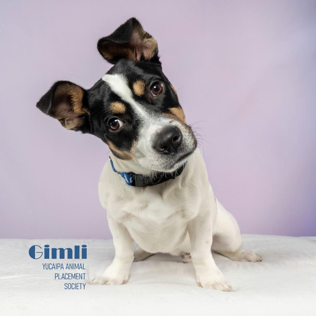 Enlarge Gimli, a Adoptable mixed breed in Yucaipa, CA image 1/1