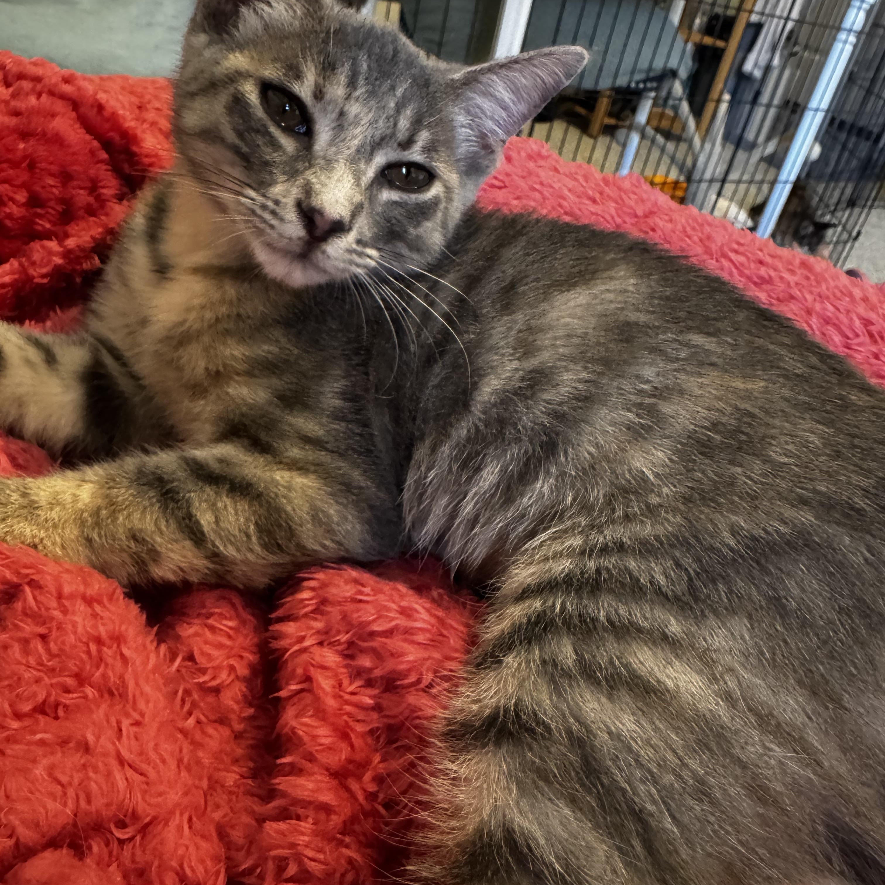 Enlarge Tatiana , an adoptable mixed breed in Austin, TX image 6/6