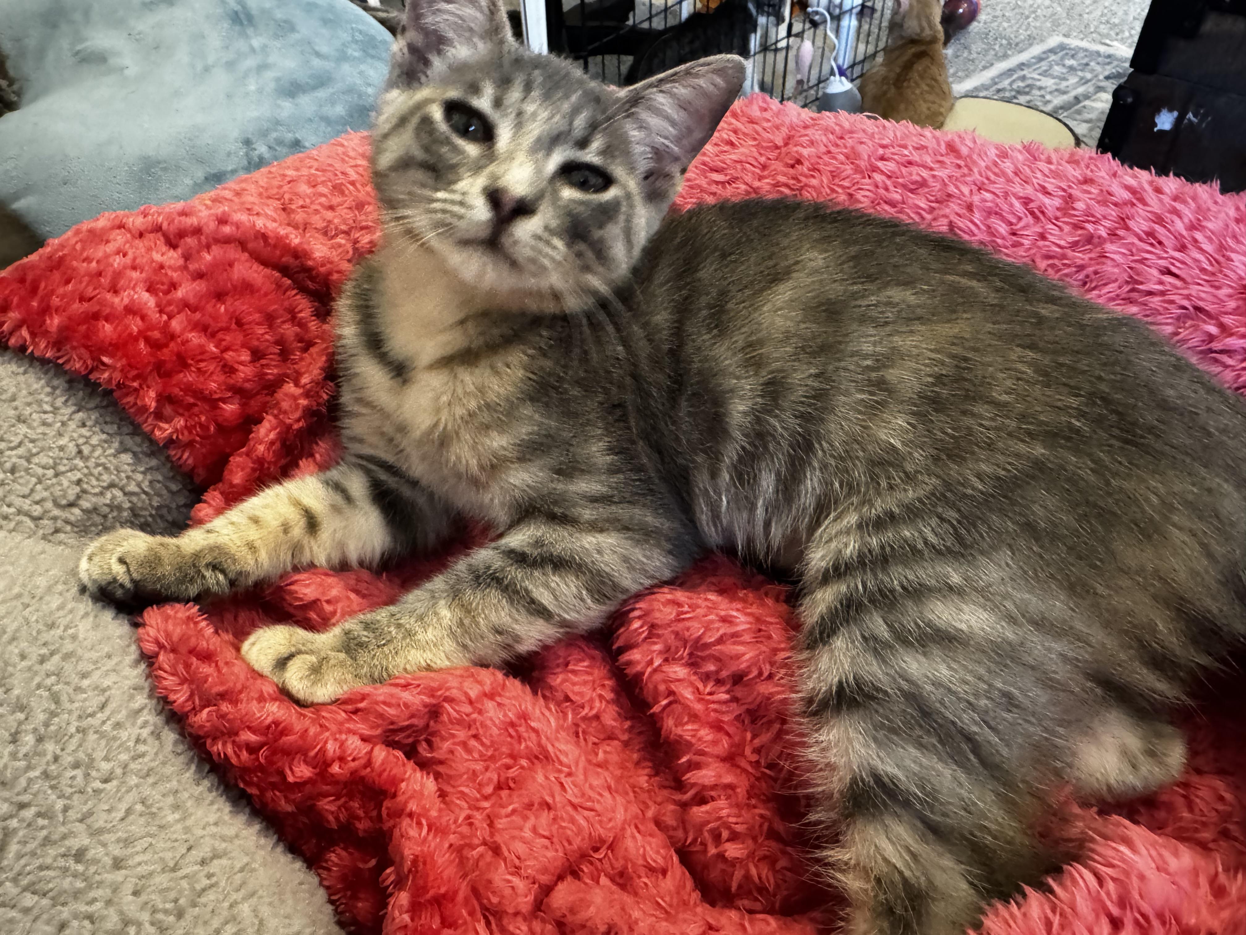 Enlarge Tatiana , an adoptable mixed breed in Austin, TX image 5/6