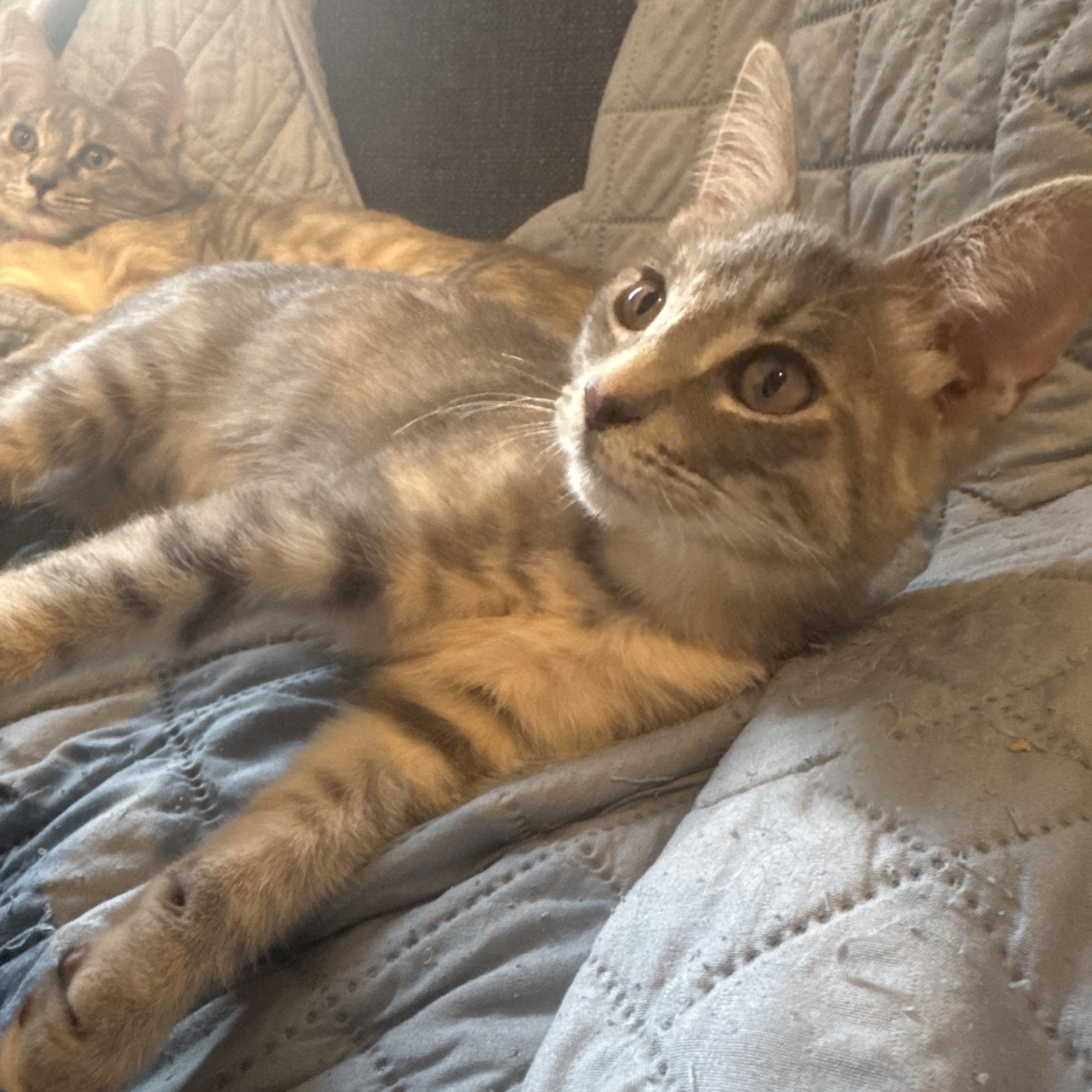 Enlarge Tatiana , an adoptable mixed breed in Austin, TX image 2/6
