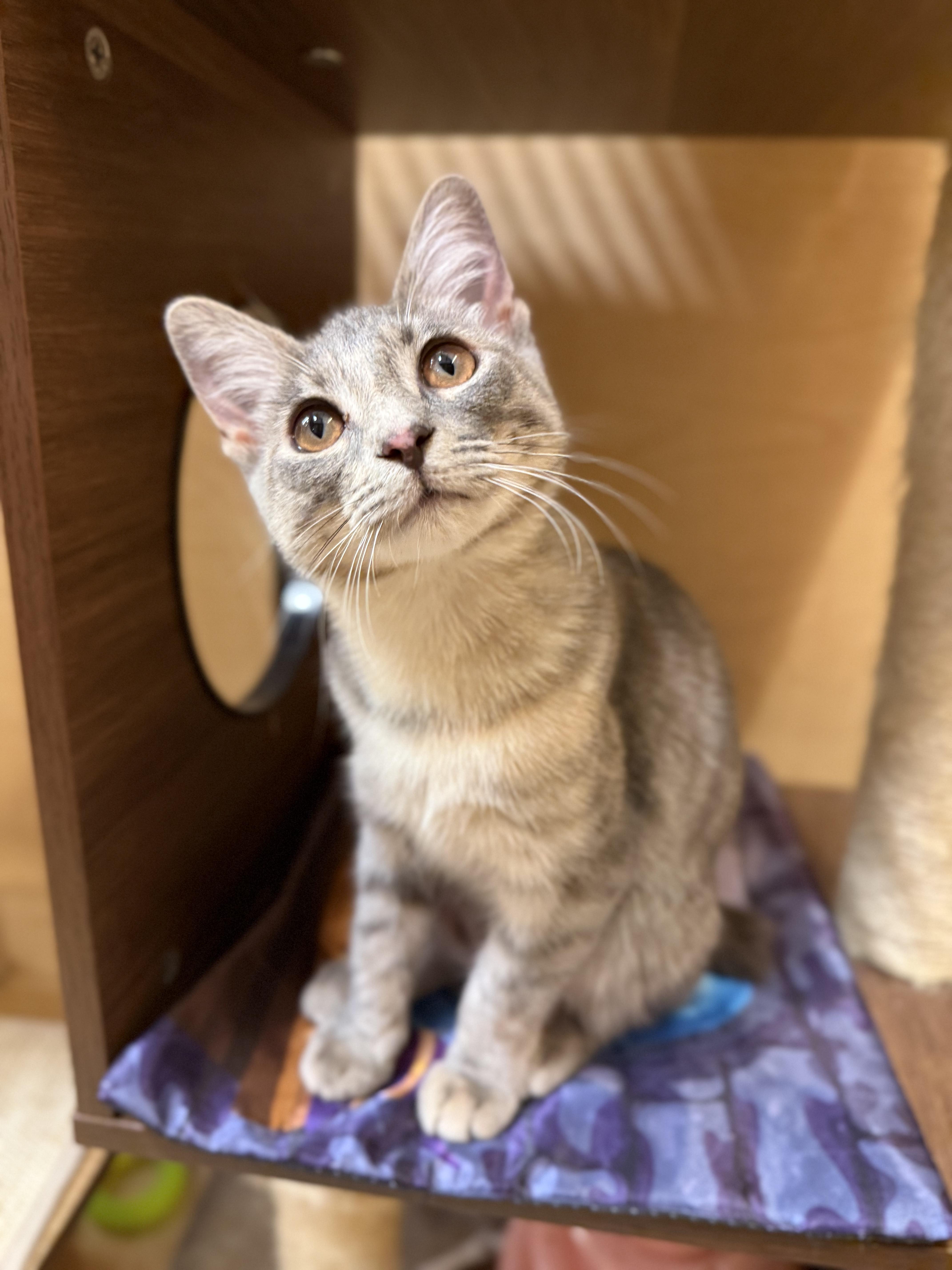 Tatiana , adoptable, Kitten Female Russian Blue & American Shorthair.