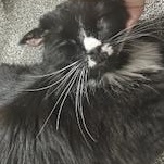 Oliver, Adopted, Adult Male Domestic Long Hair.