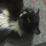 Enlarge Oliver, a Adopted Domestic Long Hair in Leesburg, FL image 2/2