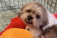 Casanova, Adopted, Adult Male Shih Tzu.