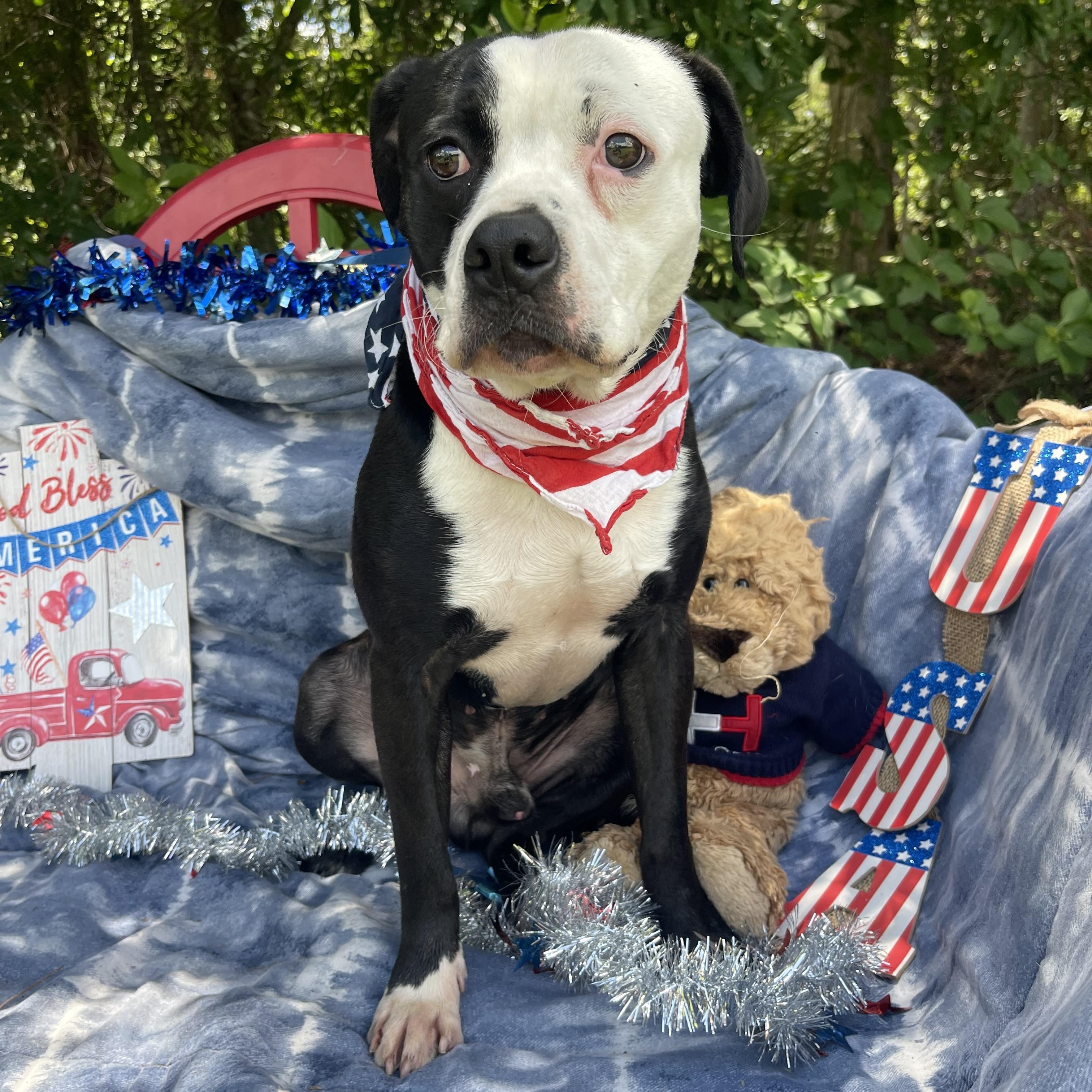 Enlarge Shyloh, a Adoptable mixed breed in Sebring, FL image 3/5