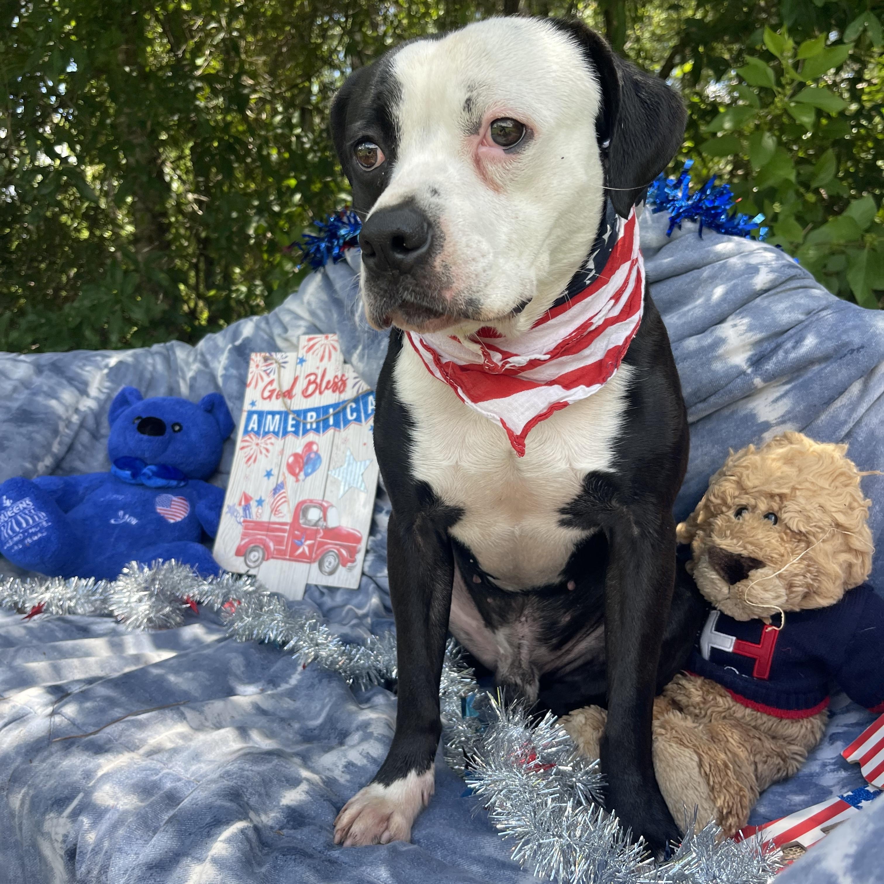 Enlarge Shyloh, a Adoptable mixed breed in Sebring, FL image 4/5