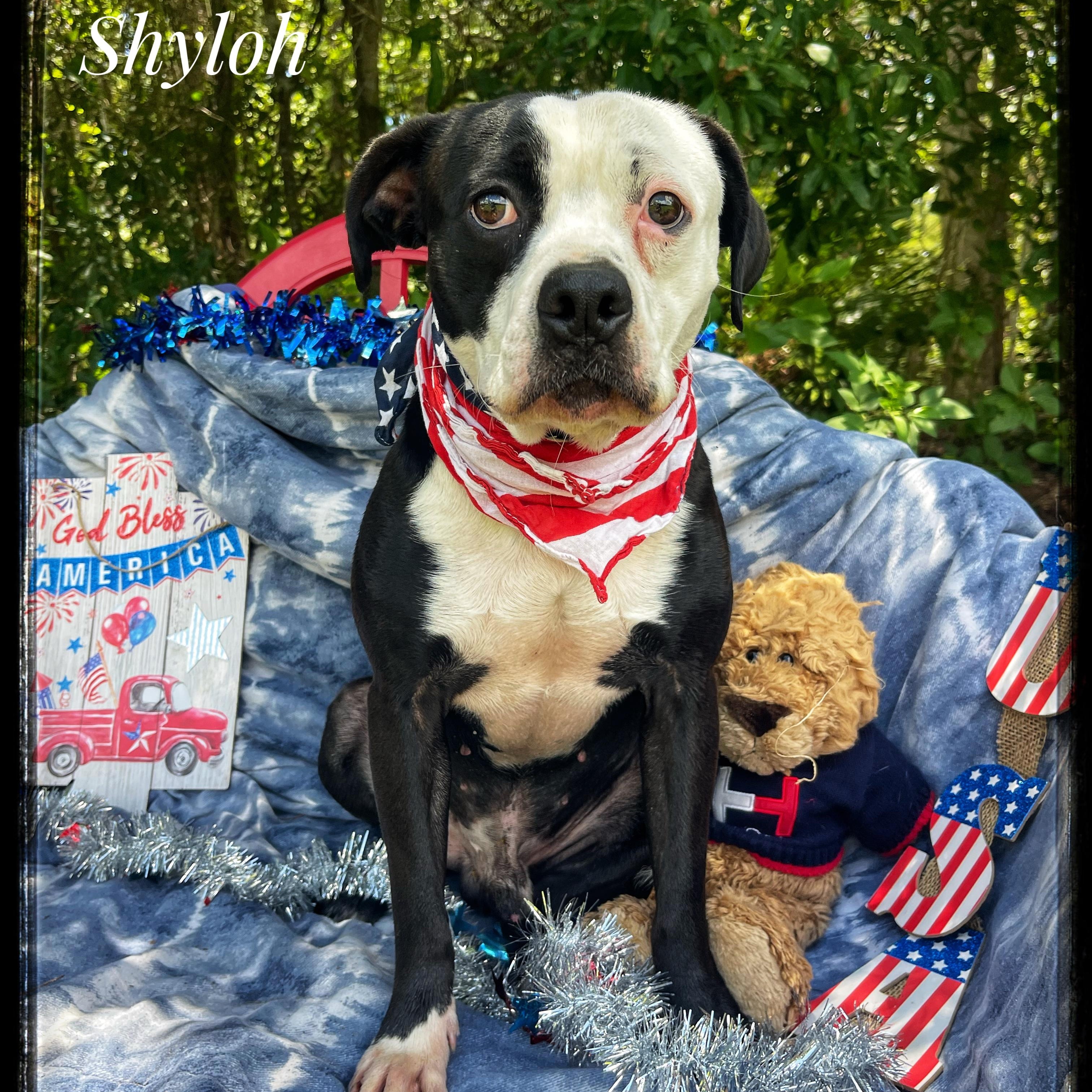 Enlarge Shyloh, a Adoptable mixed breed in Sebring, FL image 1/5
