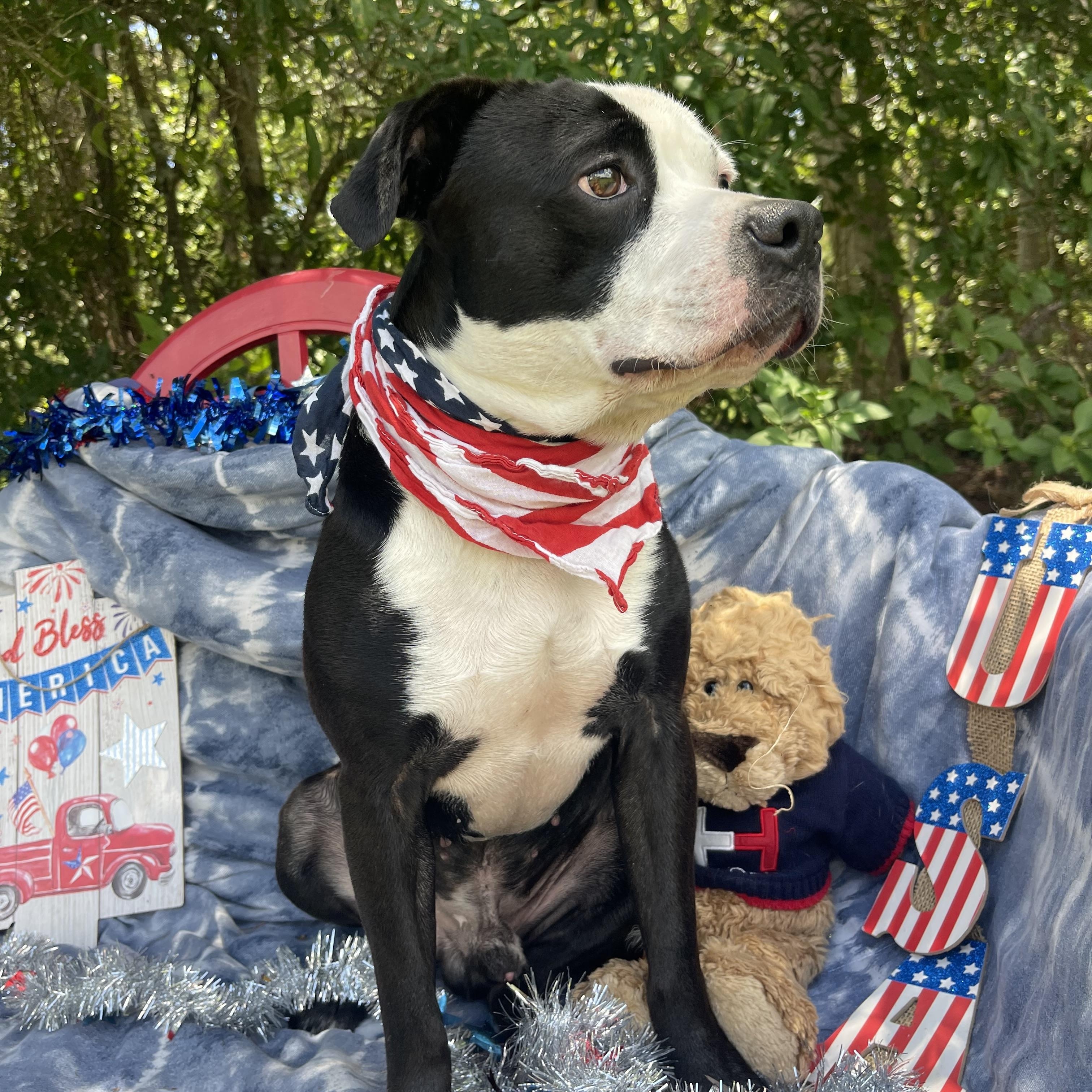 Enlarge Shyloh, a Adoptable mixed breed in Sebring, FL image 2/5