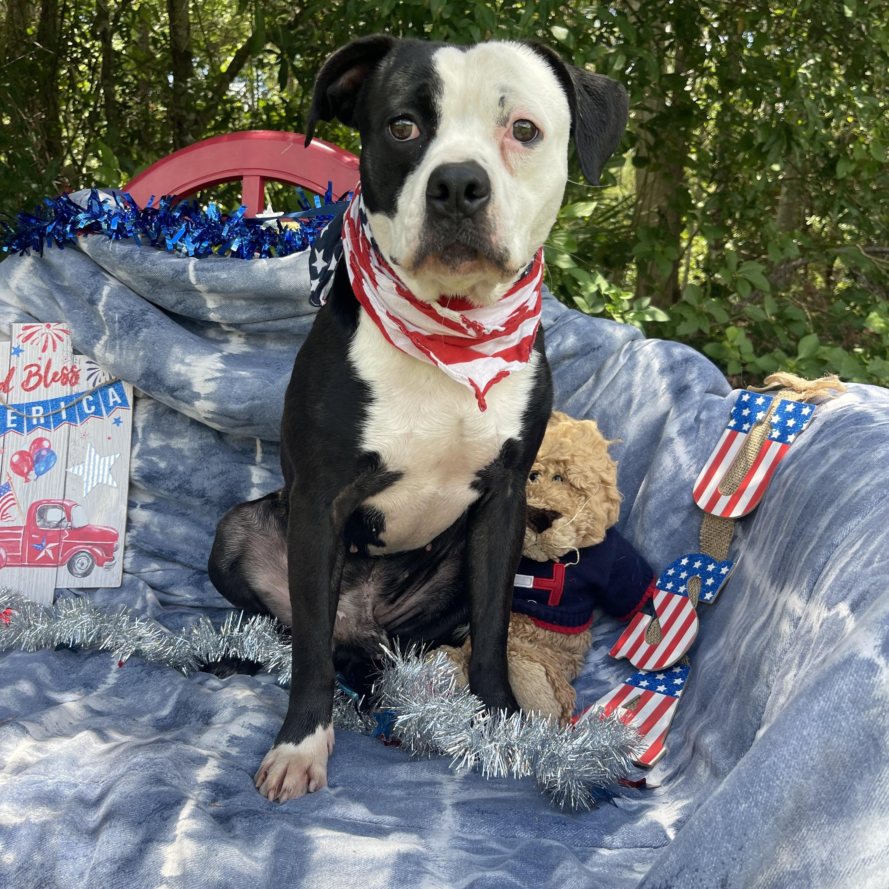 Enlarge Shyloh, a Adoptable mixed breed in Sebring, FL image 5/5