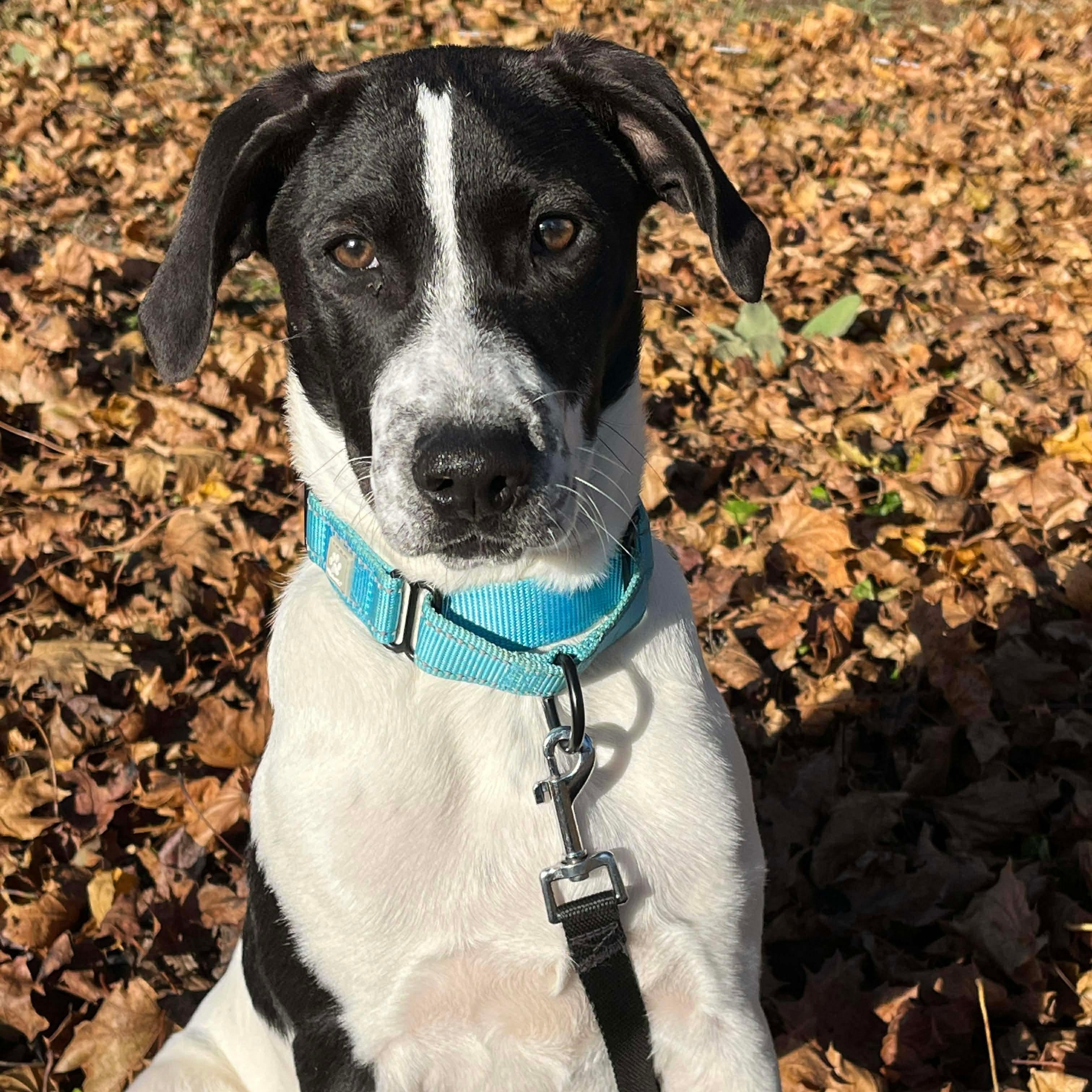 Dakota, a Adoptable mixed breed in Argyle, NY image 1/5