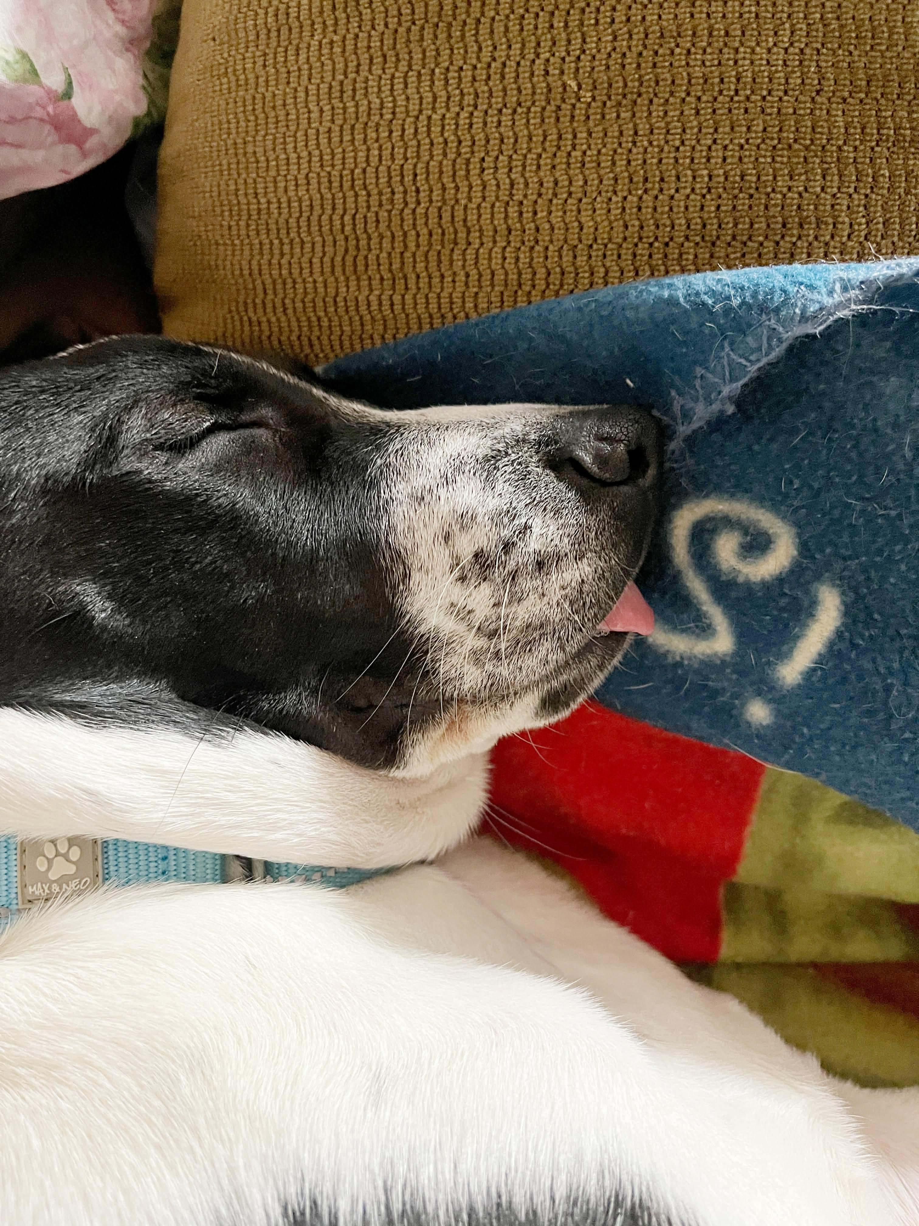 Dakota, a Adoptable mixed breed in Argyle, NY image 2/5