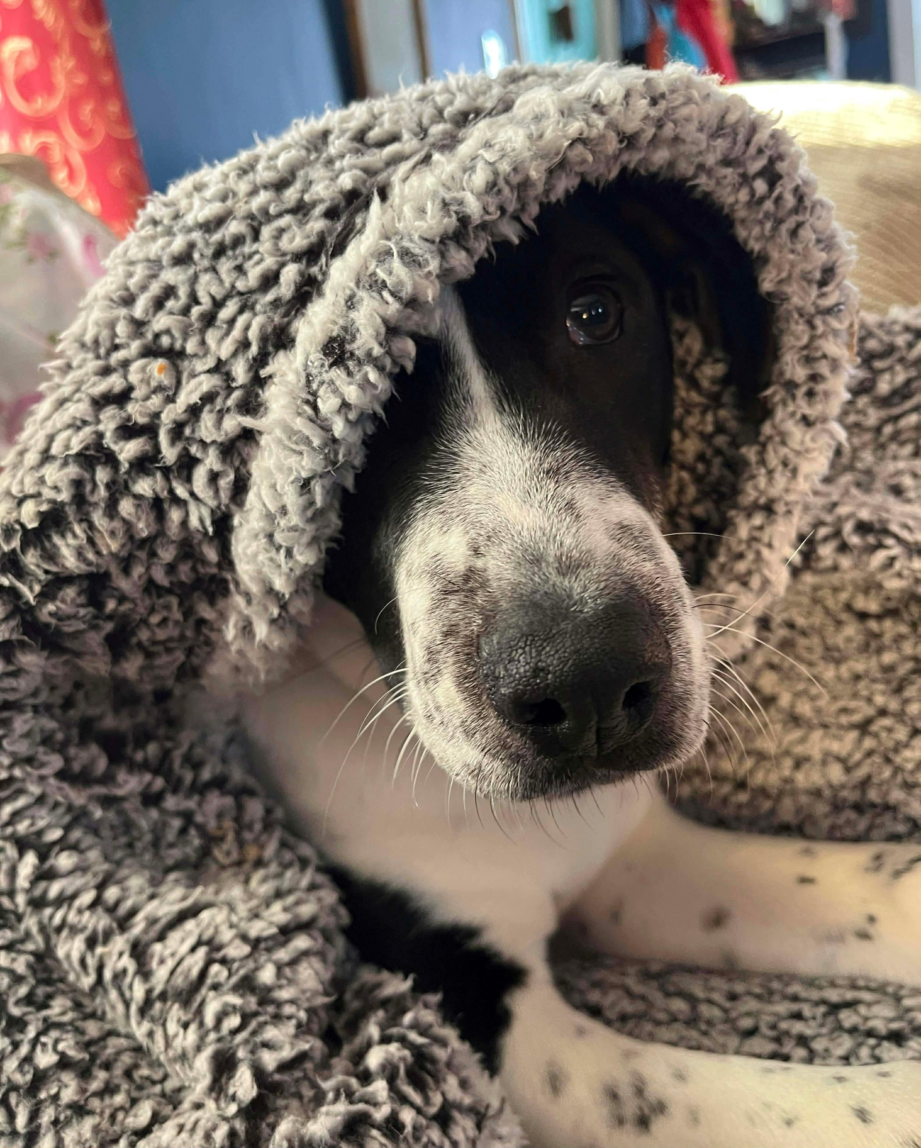 Dakota, a Adoptable mixed breed in Argyle, NY image 3/5