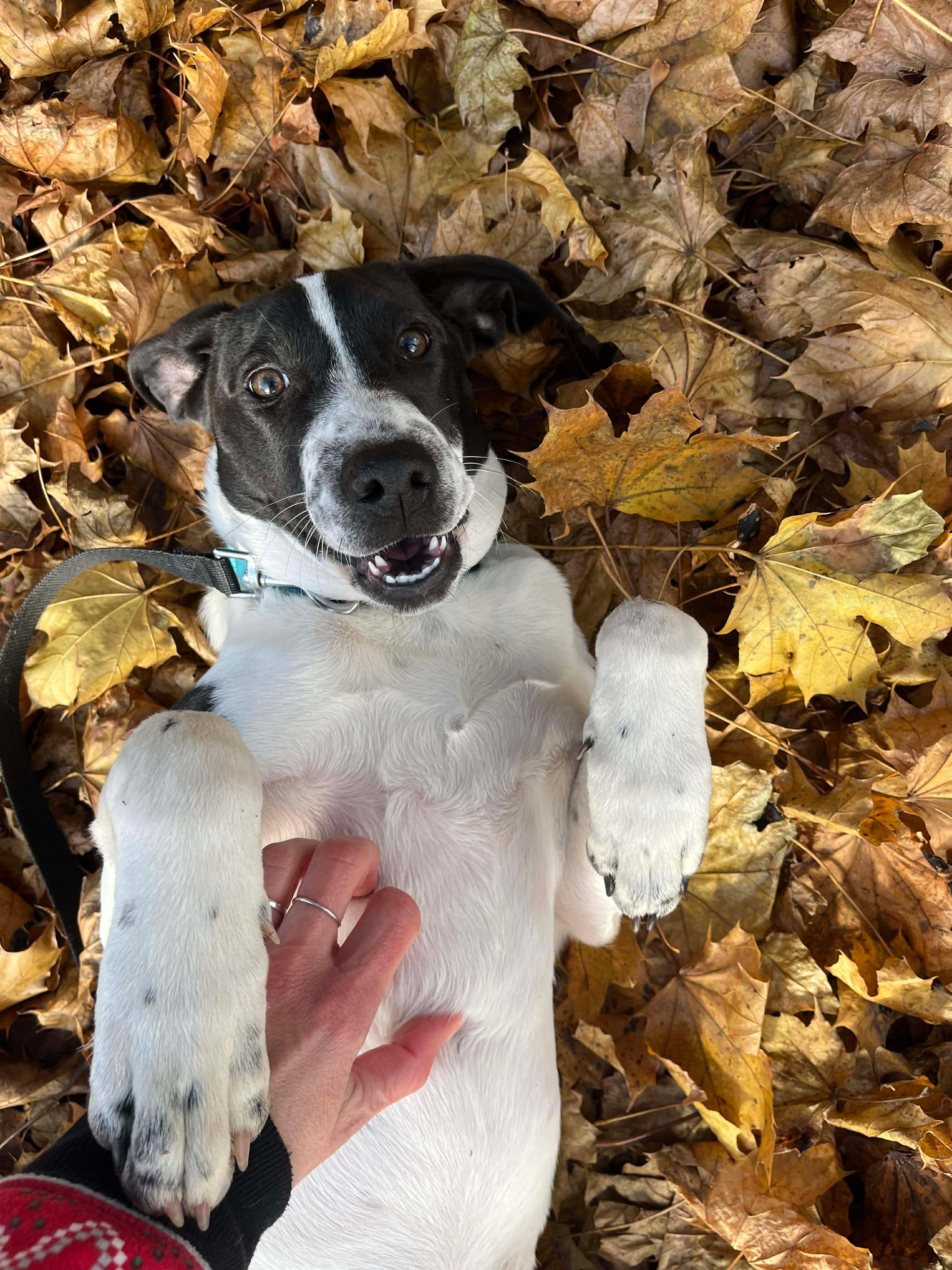 Dakota, a Adoptable mixed breed in Argyle, NY image 4/5