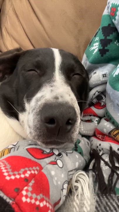 Enlarge Dakota, a Adoptable mixed breed in Argyle, NY video 5/5