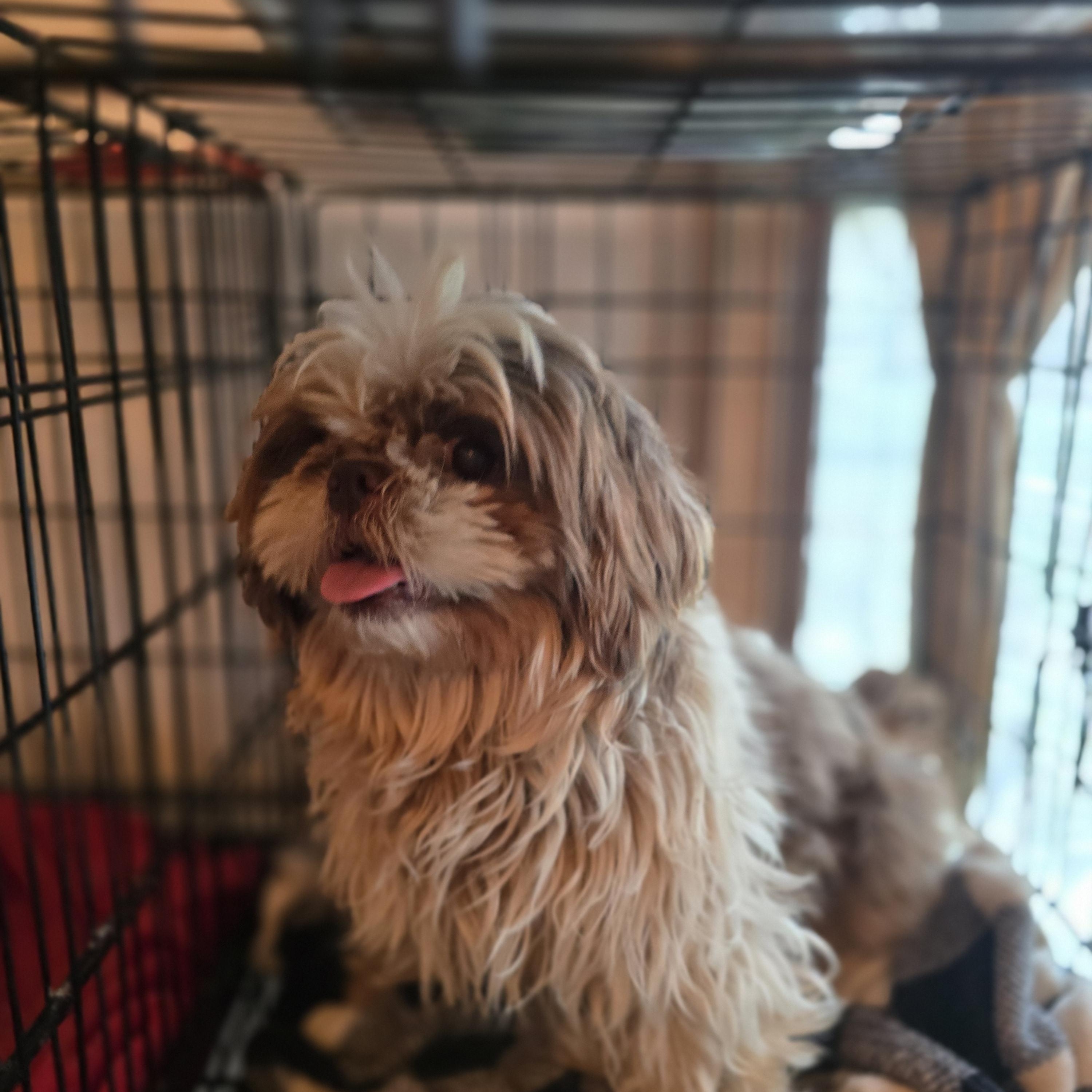 Charlie, ADOPTABLE, Adult Male Shih Tzu.