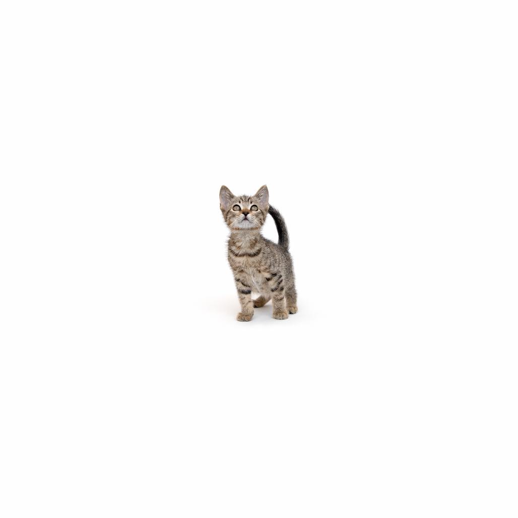 Britney, Adoptable, Kitten Female Domestic Short Hair.