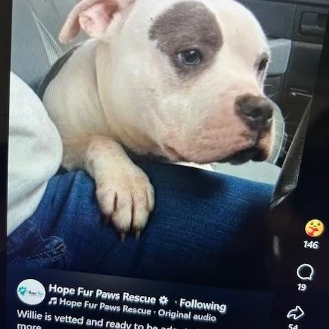 Enlarge Willie, a Adoptable mixed breed in Lonsdale, AR image 5/6